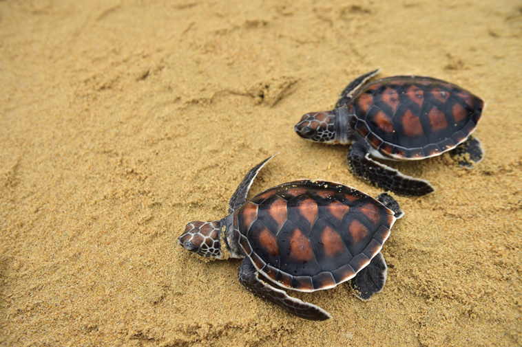 Madaree TOHLALA / AFP Madaree TOHLALA / AFP