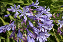 Les poisons de nos jardins (deuxième partie) Les poisons de nos jardins (deuxième partie)