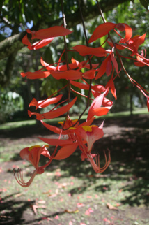 Les poisons de nos jardins (deuxième partie) Les poisons de nos jardins (deuxième partie)