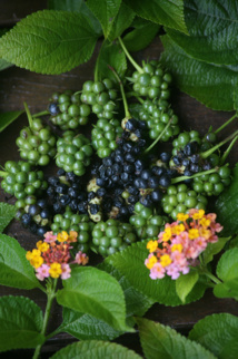 Les poisons de nos jardins (deuxième partie) Les poisons de nos jardins (deuxième partie)