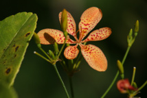Les poisons de nos jardins (deuxième partie) Les poisons de nos jardins (deuxième partie)