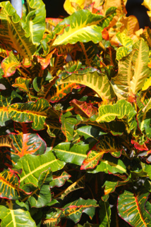 Les poisons de nos jardins (deuxième partie) Les poisons de nos jardins (deuxième partie)