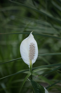 Les poisons de nos jardins (deuxième partie) Les poisons de nos jardins (deuxième partie)