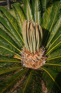 Les poisons de nos jardins (deuxième partie) Les poisons de nos jardins (deuxième partie)