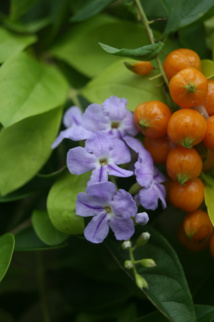 Les poisons de nos jardins (deuxième partie) Les poisons de nos jardins (deuxième partie)