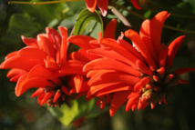 Les poisons de nos jardins (deuxième partie) Les poisons de nos jardins (deuxième partie)