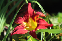Les poisons de nos jardins (deuxième partie) Les poisons de nos jardins (deuxième partie)