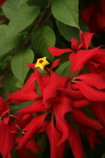 Les poisons de nos jardins (deuxième partie) Les poisons de nos jardins (deuxième partie)