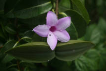 Les poisons de nos jardins (deuxième partie) Les poisons de nos jardins (deuxième partie)