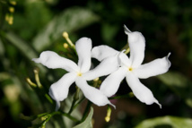 Les poisons de nos jardins (deuxième partie) Les poisons de nos jardins (deuxième partie)
