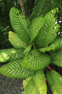 Les poisons de nos jardins (deuxième partie) Les poisons de nos jardins (deuxième partie)