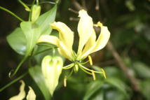 Les poisons de nos jardins (deuxième partie) Les poisons de nos jardins (deuxième partie)