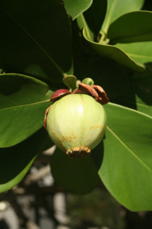 Les poisons de nos jardins (deuxième partie) Les poisons de nos jardins (deuxième partie)