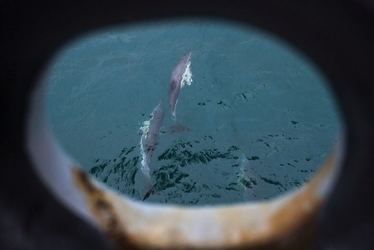Captures accidentelles de dauphins: rejet de la suspension provisoire de la pêche