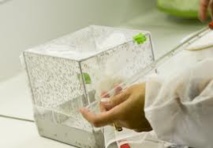 Paludisme : la lutte avance à pas de géant, mais l'éradication est encore loin Paludisme : la lutte avance à pas de géant, mais l'éradication est encore loin