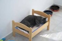 Bientôt, un hôtel "tout confort" pour chats à Paris Bientôt, un hôtel "tout confort" pour chats à Paris