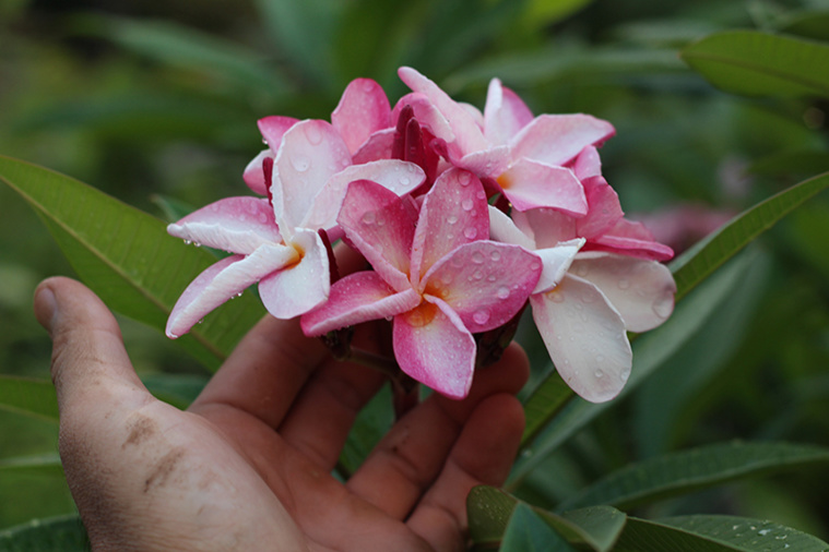 L’hibiscus et le bougainvillier ne sont pas les seules plantes à déchaîner les passions des jardiniers amateurs en Polynésie ; les frangipaniers offrent des dizaines de variétés à ceux qui ont la main verte et la place pour les planter