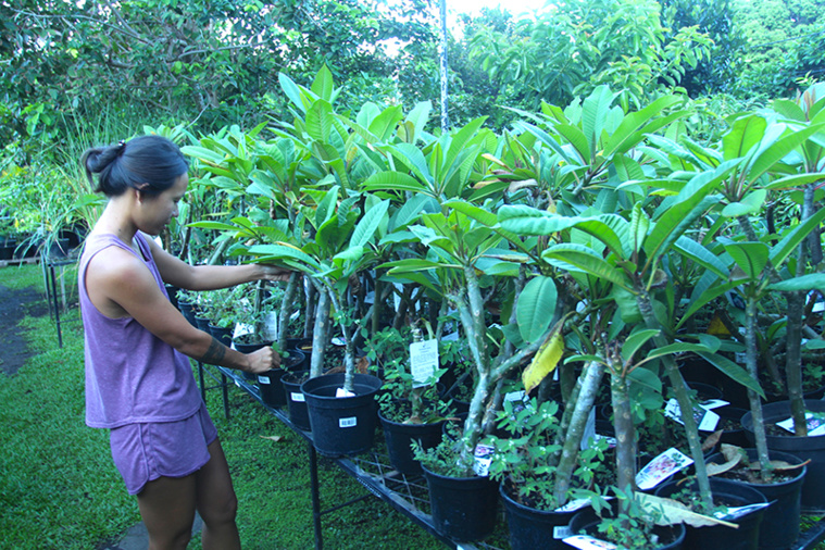 Innombrables tīpaniē Innombrables tīpaniē