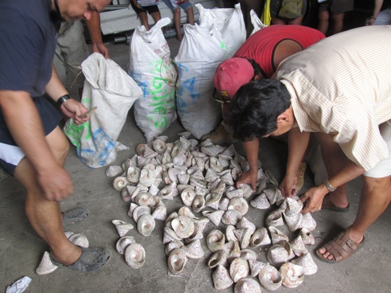 Pesée de trocas à Tautira : 219 familles pour 50 tonnes de coquilles