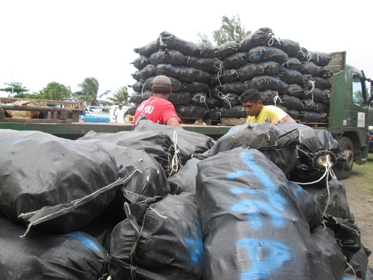 Pesée de trocas à Tautira : 219 familles pour 50 tonnes de coquilles