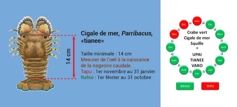 La cigale de mer est une espèce rahui et interdite de pêche de novembre à janvier La cigale de mer est une espèce rahui et interdite de pêche de novembre à janvier