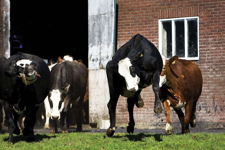 VALERIE KUYPERS / ANP / AFP