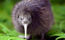 Le kiwi de Nouvelle-Zélande est peut-être originaire d'Australie