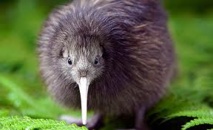 Le kiwi de Nouvelle-Zélande est peut-être originaire d'Australie Le kiwi de Nouvelle-Zélande est peut-être originaire d'Australie