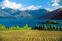 Récolte exceptionnelle pour les viticulteurs de Nouvelle-Zélande