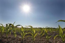 Au Brésil, 400 chercheurs préparent l'agriculture contre le changement climatique Au Brésil, 400 chercheurs préparent l'agriculture contre le changement climatique