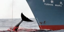 Pêche à la baleine: l'Australie envoie un avion de surveillance