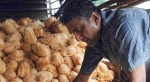 Vanuatu développe son « coco-fioul » Vanuatu développe son « coco-fioul »