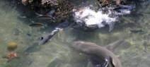 Un baigneur mordu par un requin en Nouvelle-Calédonie