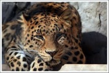 La panthère de l'Amour, grande gagnante 2013 de la protection des espèces La panthère de l'Amour, grande gagnante 2013 de la protection des espèces