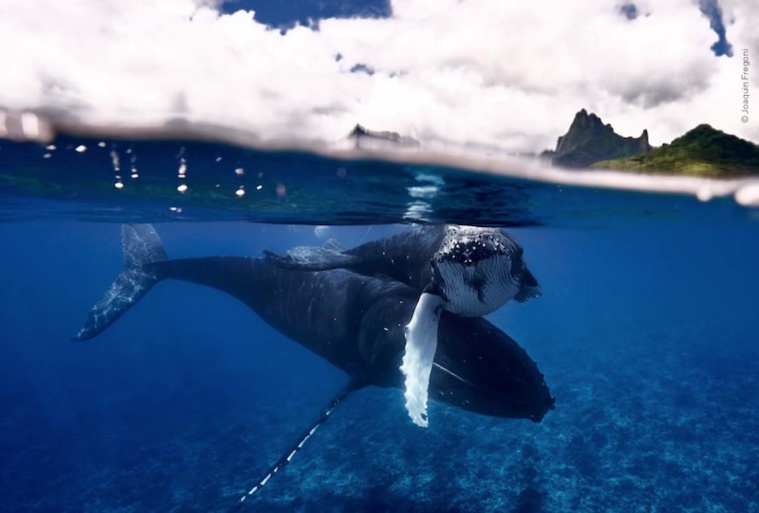 ©Joaquim Fregoni ©Joaquim Fregoni