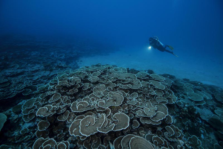 “On a été vraiment impressionné par la qualité et la diversité des coraux”