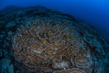 “Les roses sont intactes, comme si elles avaient été mises dans une bulle” “Les roses sont intactes, comme si elles avaient été mises dans une bulle”