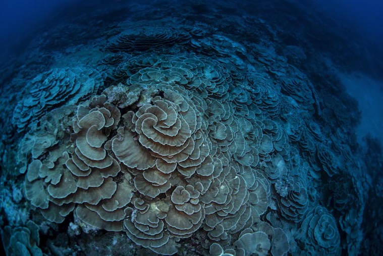 “Les roses sont intactes, comme si elles avaient été mises dans une bulle” “Les roses sont intactes, comme si elles avaient été mises dans une bulle”