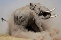 Flambée du braconnage d'éléphants en Tanzanie depuis deux mois