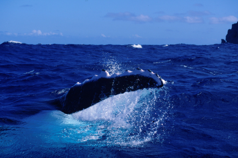 Crédit photo : Lionel Pozzoli. Crédit photo : Lionel Pozzoli.