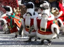 Les pingouins de Noël frappés de disparition à Castres