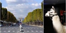 Un sosie de Serge le Lama en tête de cortège sur les Champs Elysées
