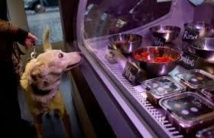 A Berlin, chiens et chats ont désormais leur épicerie de luxe A Berlin, chiens et chats ont désormais leur épicerie de luxe