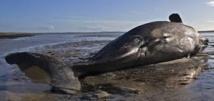 Mort de près de 40 baleines après leur échouage sur une plage de Nouvelle-Zélande
