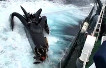 Antarctique: Sea Shepherd au contact des baleiniers japonais