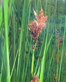 Nuku Hiva protège son dernier moūku'autoto Nuku Hiva protège son dernier moūku'autoto