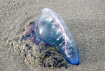 Une galère portugaise. Une galère portugaise.