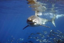 Les grands requins blancs pourraient vivre plus de 70 ans Les grands requins blancs pourraient vivre plus de 70 ans