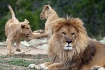 La disparition des grands carnivores menace l'écosystème de la planète