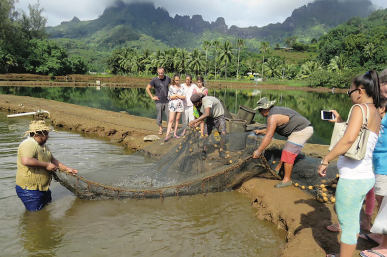 Le Pays condamné pour 11,3 millions de Fcfp de crevettes perdues Le Pays condamné pour 11,3 millions de Fcfp de crevettes perdues